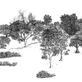 Multi Trees, James Parker