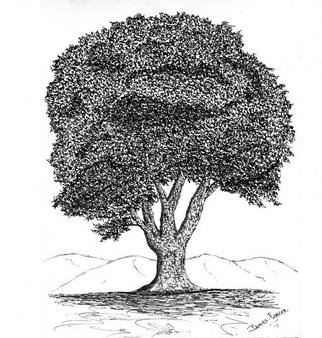 James Parker: 'Oak3', 2002 Pen Drawing, Botanical. One of a series of pen and ink oaks....