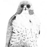 Peregrine Falcon, James Parker