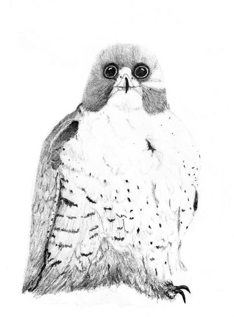 James Parker  'Peregrine Falcon', created in 2002, Original Drawing Pen.