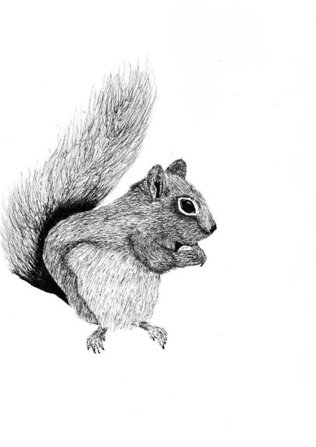 Artist James Parker. 'Squirrel' Artwork Image, Created in 2002, Original Drawing Pen. #art #artist