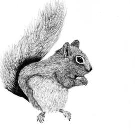 Squirrel, James Parker
