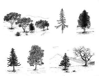 James Parker: 'Tree Collection', 2003 Pen Drawing, nature. This montage of pen and ink tree drawings is available in various size formats....