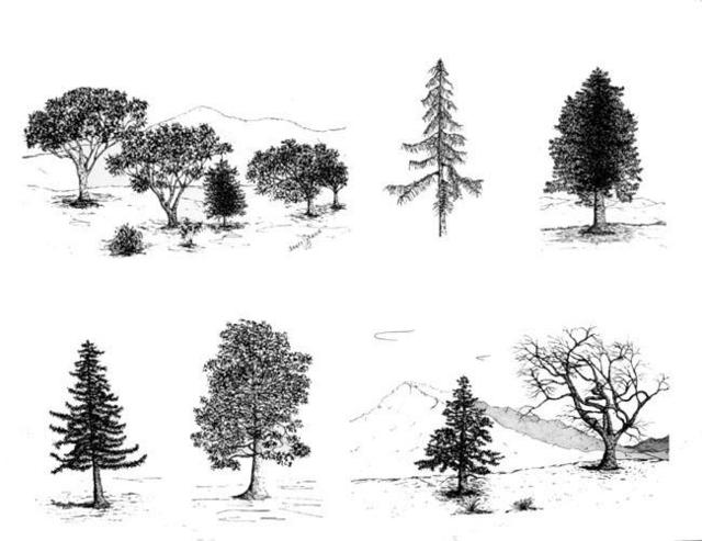 James Parker  'Tree Collection', created in 2003, Original Drawing Pen.