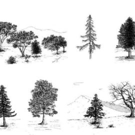 Tree Collection By James Parker