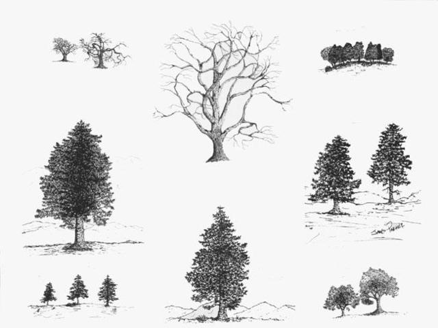 James Parker  'Tree Collection II', created in 2003, Original Drawing Pen.