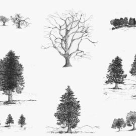 Tree Collection Ii, James Parker