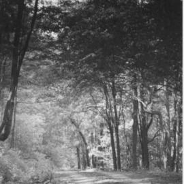 James Peer: 'Forest Road', 2003 Black and White Photograph, Landscape. 