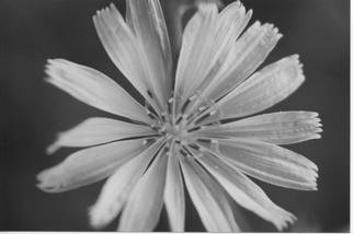 James Peer: 'flower', 2003 Black and White Photograph, nature. 