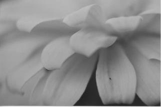 James Peer: 'petals', 2003 Black and White Photograph, nature. 