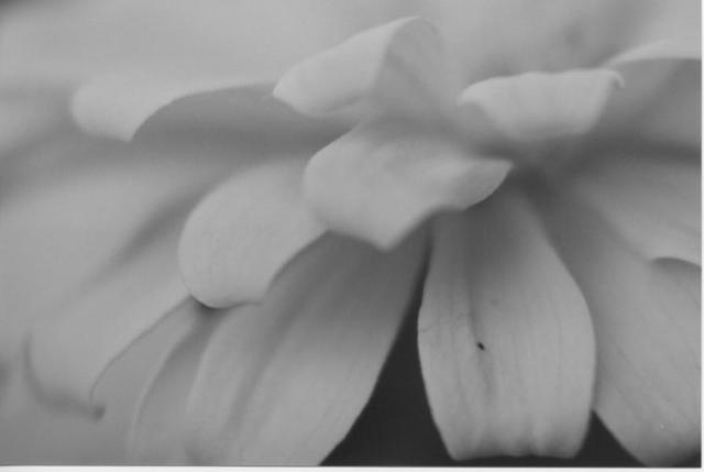 James Peer  'Petals', created in 2003, Original Photography Black and White.