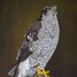 Jan Teunissen: 'Bird of pray Hawk', 2021 Oil Painting, Body. Artist Description: Hawk...
