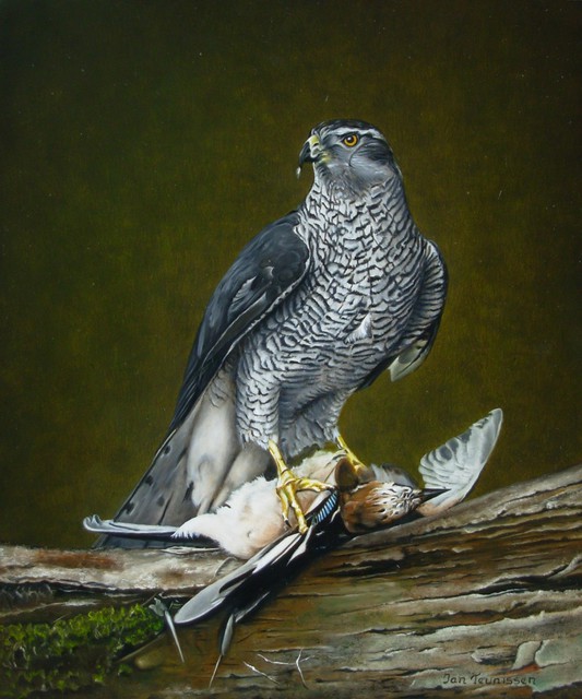 Jan Teunissen  'Hawk Male With Jay', created in 2008, Original Painting Oil.