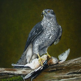 Jan Teunissen: 'Hawk male with jay', 2008 Oil Painting, Birds. Artist Description: Oilpainting on boardHawk male with jay...