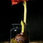 amaryllis in glass jar By Jan Teunissen