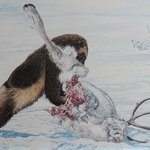 Tundra Scavenger By Jeff Cain