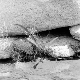 Judith Dernburg: 'Rocks and Reads', 2012 Black and White Photograph, Seascape. Artist Description:  Grasses growing up through cracks in the rocks at Halibut Point, at the tip of Cape Ann, Massachusetts ...
