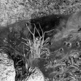 Judith Dernburg: 'Seaweed and Shining Rocks', 2012 Black and White Photograph, Seascape. Artist Description:    Halibut Point, Cape Ann Massachusetts. Also available as a smaller print, 7 by 7 for $100.  ...