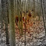 Deer, Jeanette Locher