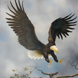 American Bald Eagle, Jerry Sauls
