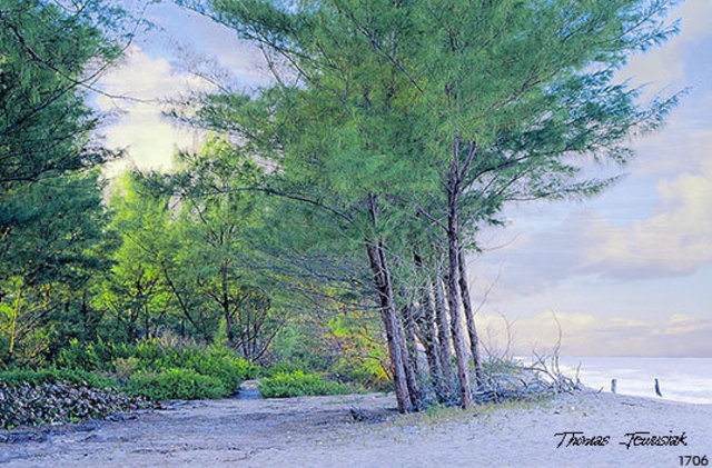 Artist Thomas Jewusiak. 'Beach Woods' Artwork Image, Created in 2007, Original Painting Oil. #art #artist