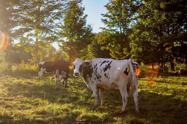 Artist Jocelynn Grabowski. 'Cow Farm' Artwork Image, Created in 2019, Original Drawing Charcoal. #art #artist