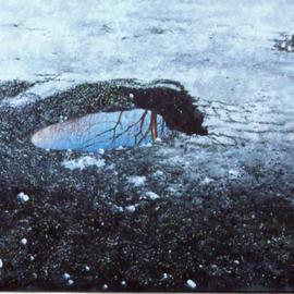 James Gwynne: 'Pot Hole', 1999 Oil Painting, Landscape. Artist Description: An ugly pot hole with beauty in the water it holds...