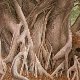 Banyan Tree Trunks  By James Morin