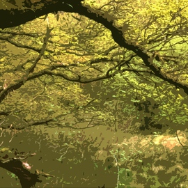 Joan Shannon: 'Breen wood', 2012 Color Photograph, Landscape. Artist Description:    Breen, wood, oak, tree, trees, colour, color, arching, light       ...