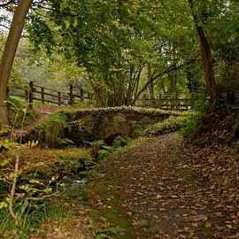 Joan Shannon: 'Roe Valley woodland', 2011 Color Photograph, Landscape. Artist Description:  Roe, valley, wood, woods, woodland, ireland, country, park, leaves, leaf, bridge, stone  ...