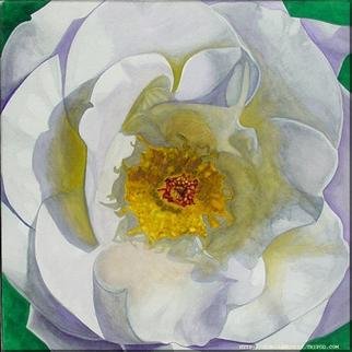 Jorge Gallardo: 'White Rose', 2000 Watercolor, Floral. Artist Description: 22. 5 X 22. 5 inches, watercolor on paper...