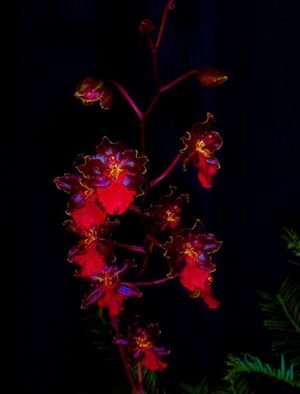 Mark Goodhew: 'Orchid 2', 2015 Color Photograph, Floral.  Picture of Orchid I took at local Orchid show ...