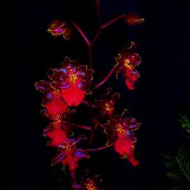 Mark Goodhew: 'Orchid 2', 2015 Color Photograph, Floral. Artist Description:  Picture of Orchid I took at local Orchid show ...