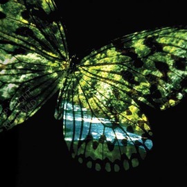 John Neville Cohen: 'Butterfly Country', 2009 Color Photograph, Landscape. Artist Description: Butterfly, River, Summer, fantasy, surreal, green, blue, John Neville Cohen,    ...
