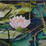 waterlilies By Joanna Batherson