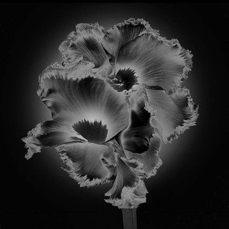 Jo Francis Van Den Berg: 'jf carnation bw 02', 2020 Digital Photograph, Floral. Solarization of two carnationsprinted on HahnemA1/4hle Fine Art Print paperLarger sizes on demand...