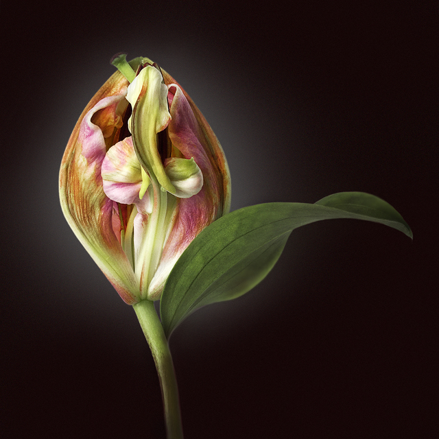Artist Jo Francis Van Den Berg. 'Jf Flowerart Lily 10' Artwork Image, Created in 2019, Original Photography Digital. #art #artist