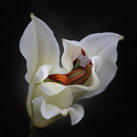 Jo Francis Van Den Berg: 'jf flowerart lily 34', 2019 Digital Photograph, Floral. Artist Description: Secretive White Lilyprinted on HahnemA1/4hle Fine Art Print paperLarger sizes on demand...