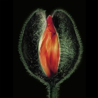 Jo Francis Van Den Berg: 'jf flowerart poppy 34', 2017 Digital Photograph, Floral. Erotic Poppyprinted on HahnemA1/4hle Fine Art Print paperLarger sizes on demand...