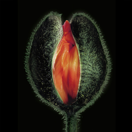 Jo Francis Van Den Berg: 'jf flowerart poppy 34', 2017 Digital Photograph, Floral. Artist Description: Erotic Poppyprinted on HahnemA1/4hle Fine Art Print paperLarger sizes on demand...