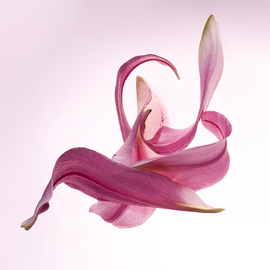 Jo Francis Van Den Berg: 'jf lily 01', 2018 Digital Photograph, Floral. Artist Description: Composition of Lily Petalsprinted on HahnemA1/4hle Fine Art Print paperLarger sizes on demand...