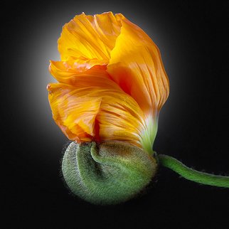 Jo Francis Van Den Berg: 'jf poppy 18', 2017 Digital Photograph, Floral. Parachute orange Poppyprinted on HahnemA1/4hle Fine Art Print paperLarger sizes on demand...
