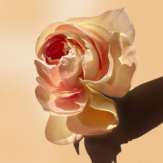 Jo Francis Van Den Berg: 'jf rose 05', 2017 Digital Photograph, Floral. Sunbathing Roseprinted on HahnemA1/4hle Fine Art Print paperLarger sizes on demand...