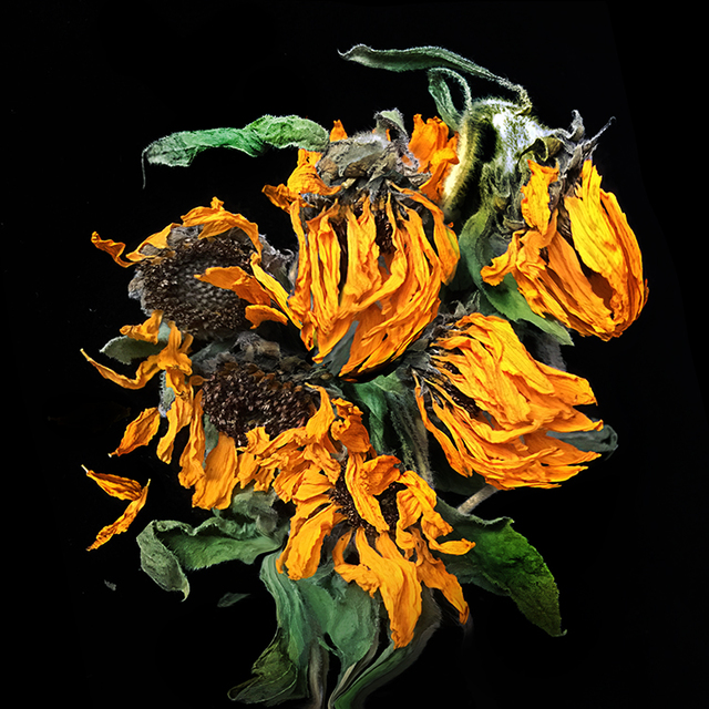 Artist Jo Francis Van Den Berg. 'Jf Sunflower04' Artwork Image, Created in 2019, Original Photography Digital. #art #artist