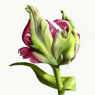 Jo Francis Van Den Berg: 'jf tulip 33', 2019 Digital Photograph, Floral. Backside of a French Tulipprinted on HahnemA1/4hle Fine Art Print paperLarger sizes on demand...