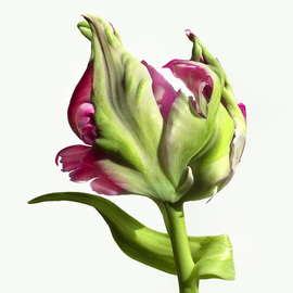 Jo Francis Van Den Berg: 'jf tulip 33', 2019 Digital Photograph, Floral. Artist Description: Backside of a French Tulipprinted on HahnemA1/4hle Fine Art Print paperLarger sizes on demand...