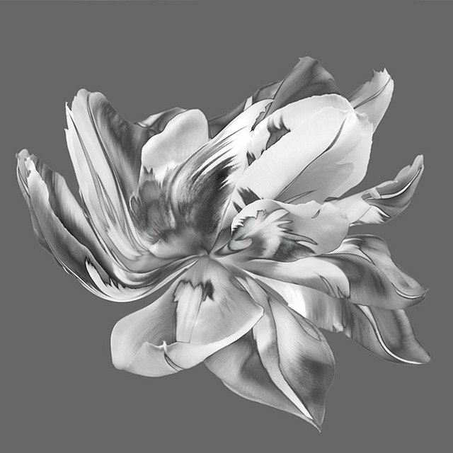 Artist Jo Francis Van Den Berg. 'Jf Tulip Bw 02' Artwork Image, Created in 2019, Original Photography Digital. #art #artist