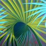 Backyard Palms By John Cielukowski