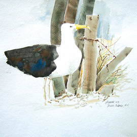 Pine Island Gull By John Hopper