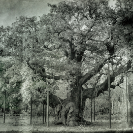 Jonathan O'hora: 'major oak quercus robur', 2017 Mixed Media Photography, nature. Artist Description: The Major Oak is a large English oak  Quercus robur  near the village of Edwinstowe in the midst of Sherwood Forest, Nottinghamshire, England. According to local folklore, it was Robin Hood s shelter where he and his merry men slept. It weighs an estimated 23 tons, has a ...